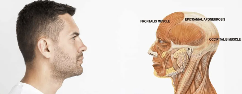 anatomichni-osoblyvosti-holovy 