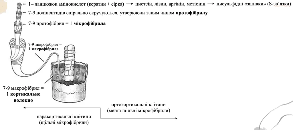 struktura-volosianoho-sterzhnia