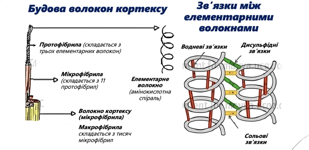 budova-volokon-korteksu