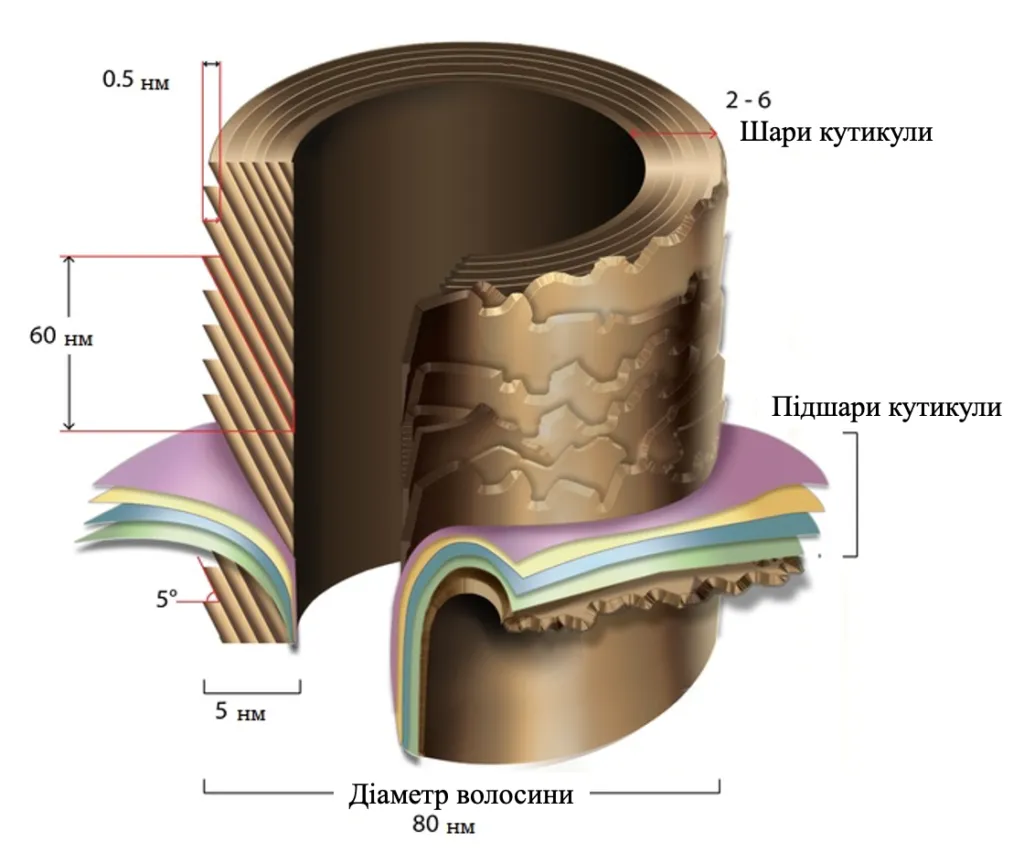 barierna-systema-volossia
