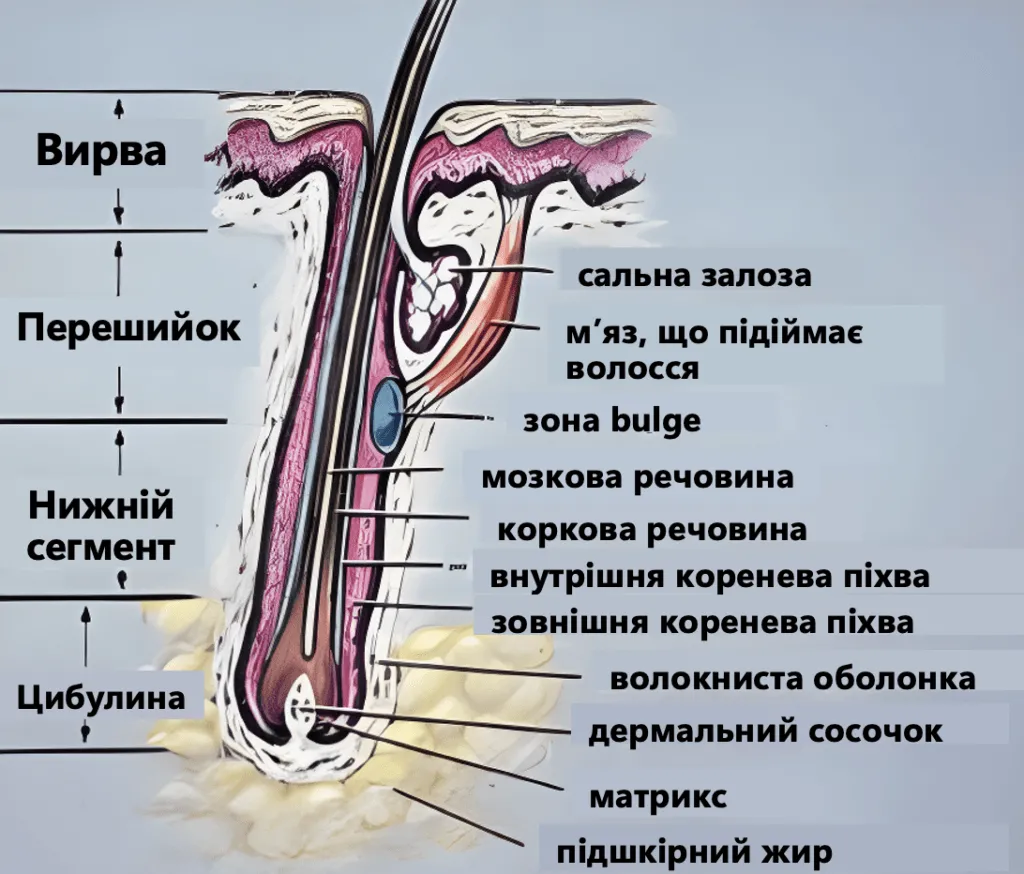 budova-volossia-skhema